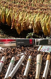 [ID] Tobacco Leaf